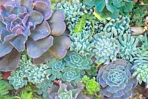 Xeriscaping - Use Succulents as a great alternative.