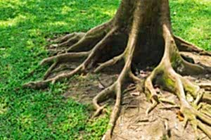 tree root