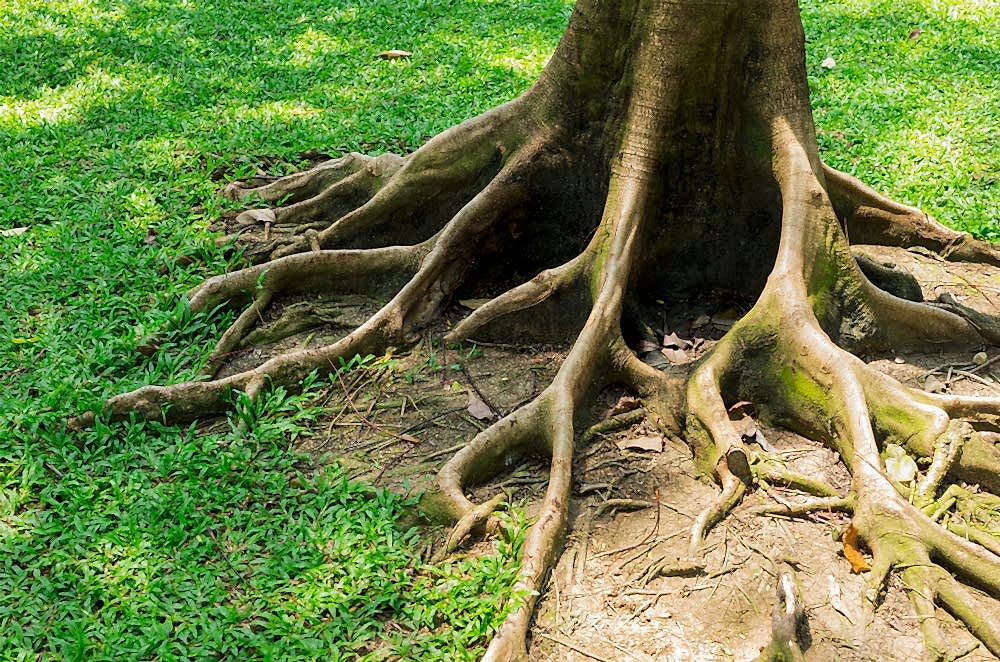 tree root