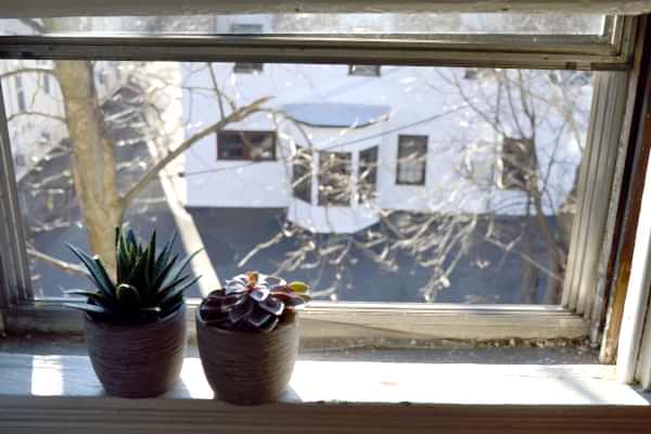 potted plants in window frame overlooking white house and tree