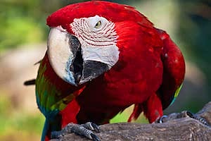 this isn't the parrot that bit Zeke's nose off, but that one probably looked like this