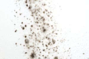 Water can taste moldy when algal blooms grow on water sources