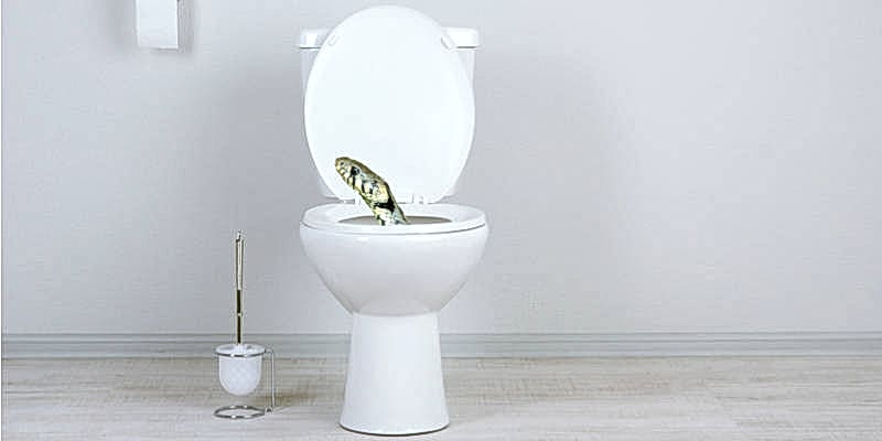 a "toilet snake"