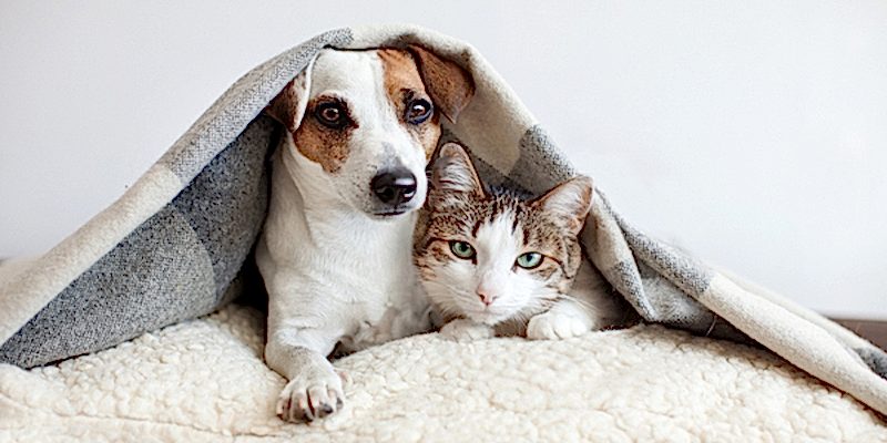 5 tips for pet-proofing your plumbing