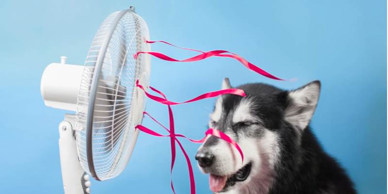 Dog standing in front of electrical fan to cool down. How to protect pets from electrical hazards.