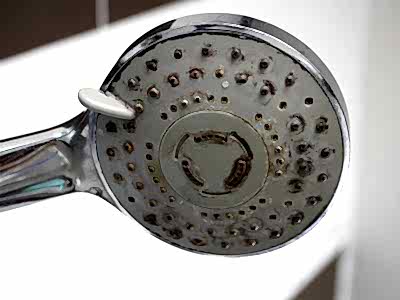 A moldy shower head.