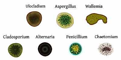 Diagram of different types of mold.